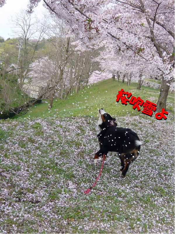 桜の絨毯と桜吹雪よ！