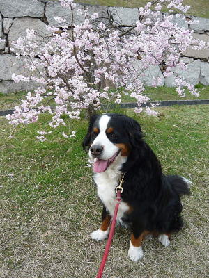 チビ桜