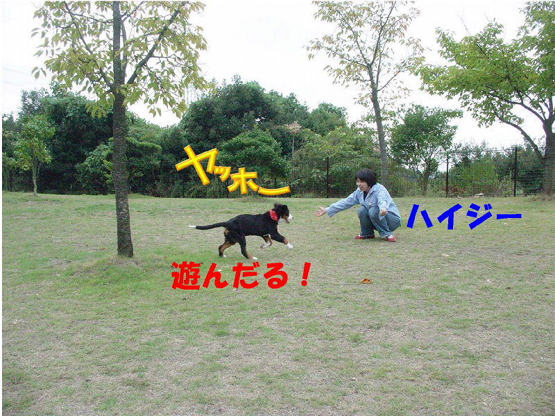 ドックランは楽しいわ